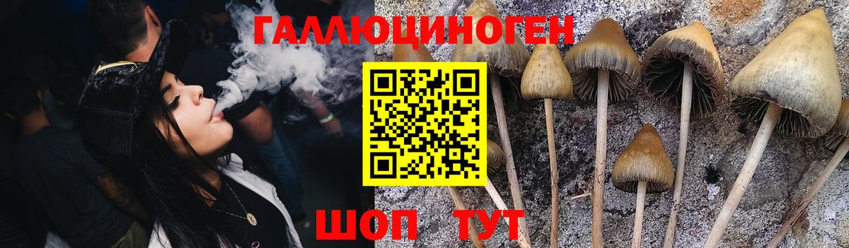 Псилоцибиновые грибы Cubensis  закладка  Тара 